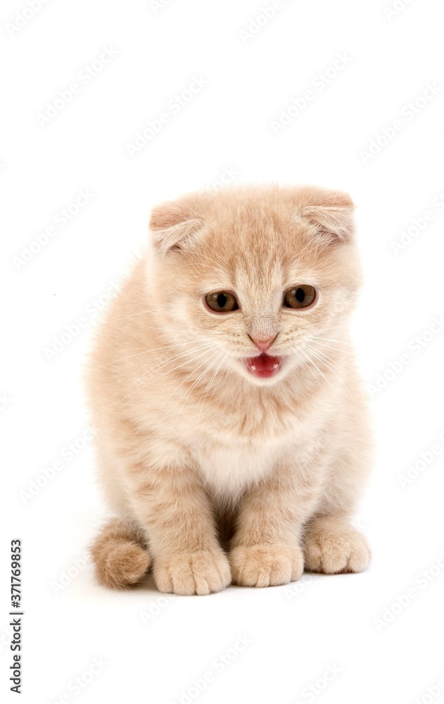 Obraz premium Cream Scottish Fold Domestic Cat, 2 Months old Kitten standing against White Background