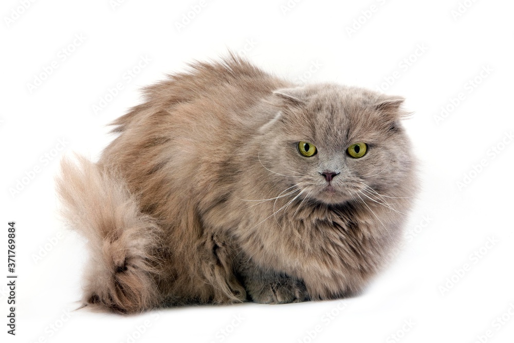 Lilac Self Highland Fold Domestic Cat, Female standing against White Background