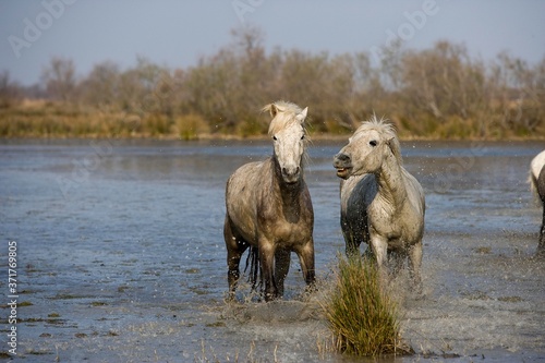 Fototapeta Naklejka Na Ścianę i Meble -  Camargue Horses standing in Swamp, Saintes Marie de la Mer in South East of France