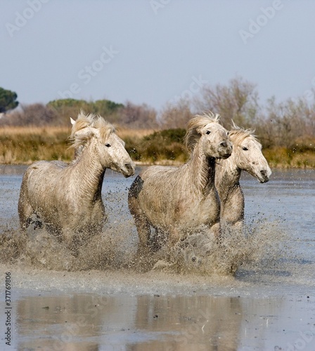 Camargue Horses standing in Swamp  Saintes Marie de la Mer in South East of France