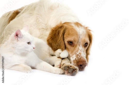 French Spaniel  cinnamon Color  and White Domestic Cat