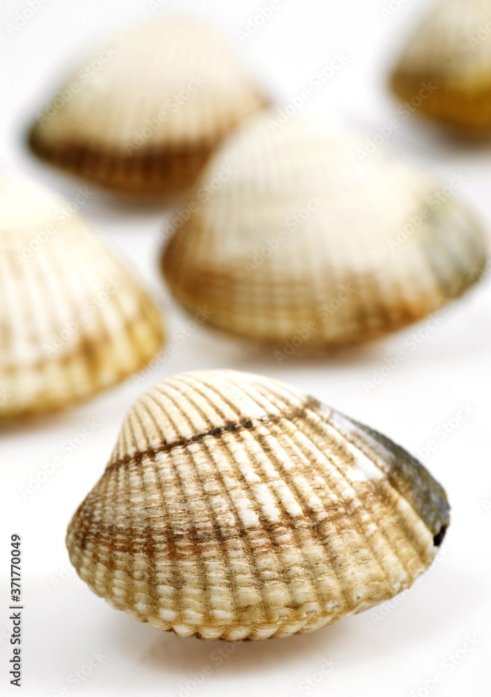 Common Cockle, cerastoderma edule, Fresh Shells against White Background
