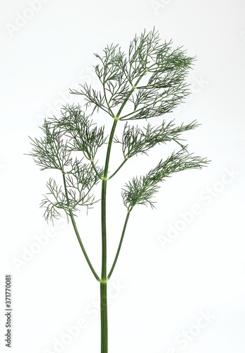 Fototapeta Naklejka Na Ścianę i Meble -  Dill, anethum graveolens, Aromatic Plant against White Background