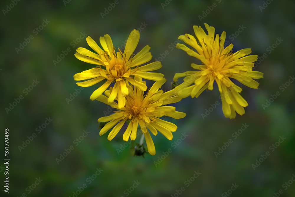 Fototapeta premium Yellow wildflowers on a blurred natural background close-up.