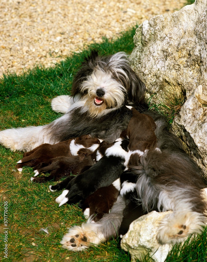 Bearded Collie Dog, Mother and Puppies suckling Bearded Collie Dog, Mother and Puppies suckling