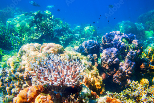 Fototapeta Naklejka Na Ścianę i Meble -  Underwater coral reef tropical landscape