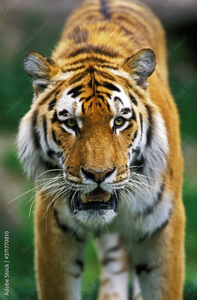 Fototapeta premium Siberian Tiger, panthera tigris altaica