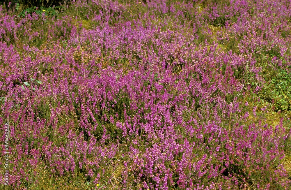 Landscape with Heathers, Sologne in France