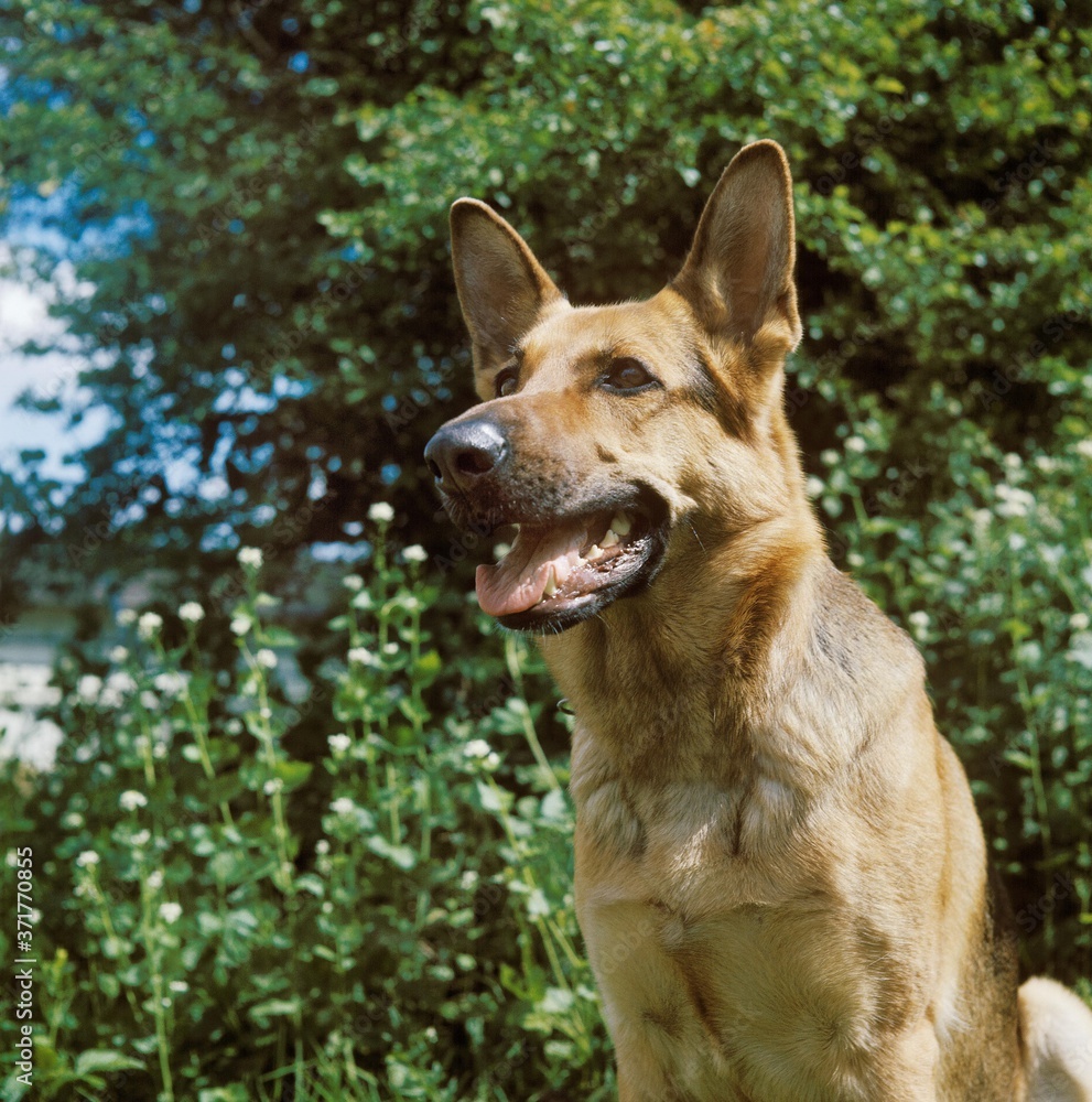 German Shepherd Dog, Portrait German Shepherd Dog, Portrait