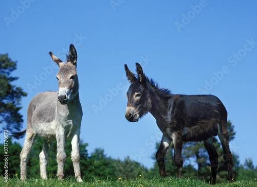 Domestic Donkey and Grey Donkey