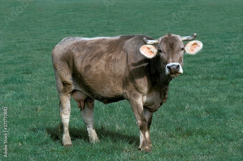 Brune des Alpes Cow, a French Cattle Breed