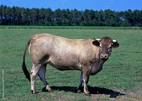 Bazadais Cattle, a French Breed, Cow