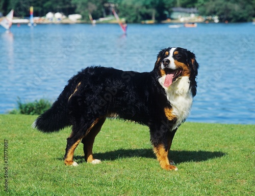 Bernese Mountain Dog near Lake