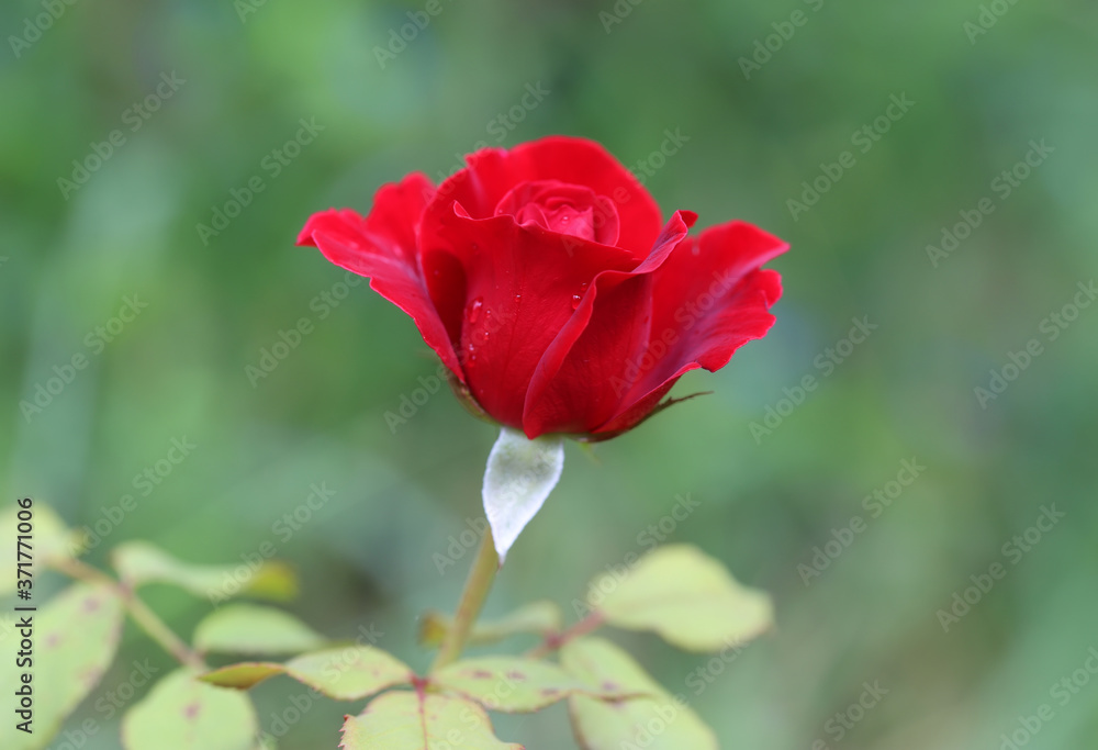 Red rose in the garden