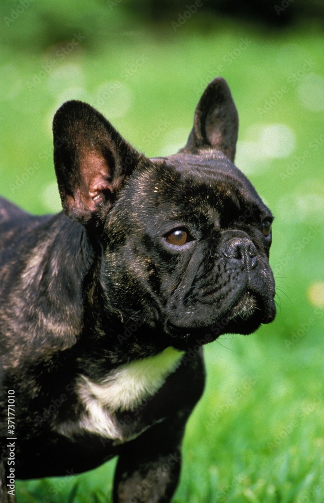 French Bulldog, Portrait of Dog