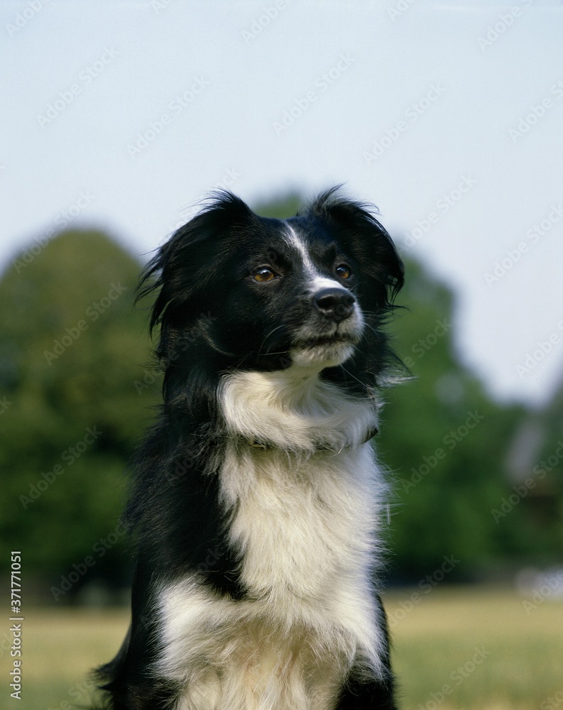 Border Collie Dog, Portrait Border Collie Dog, Portrait