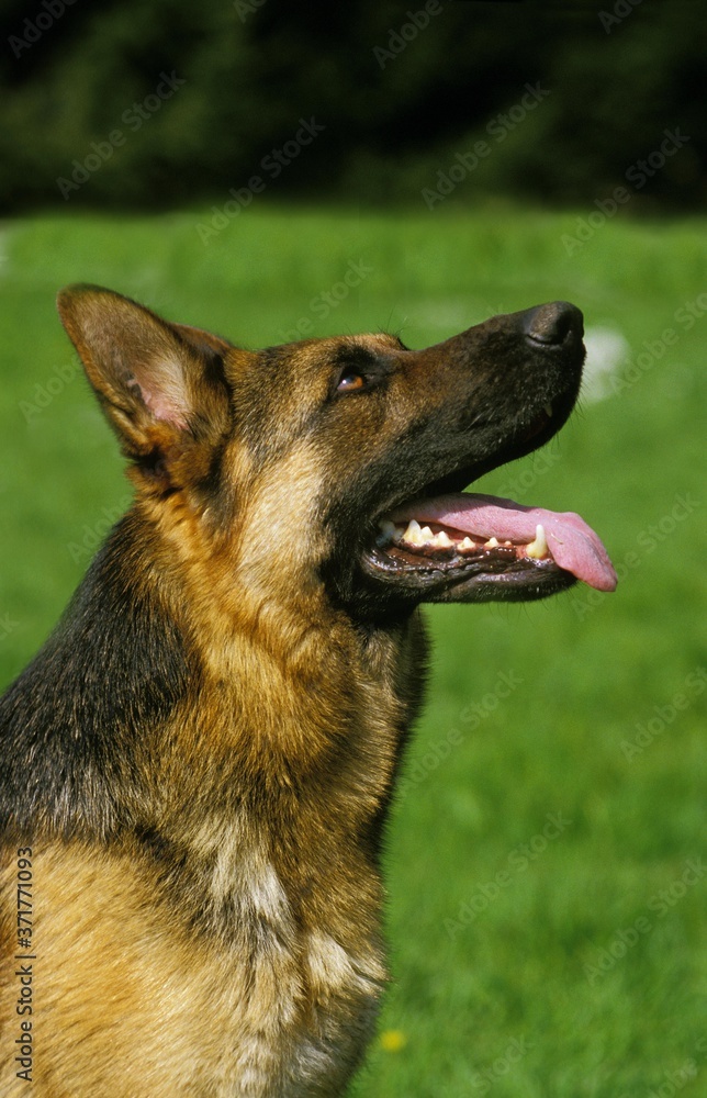 German Shepherd Dog, Portrait with Tongue out German Shepherd Dog, Portrait with Tongue out