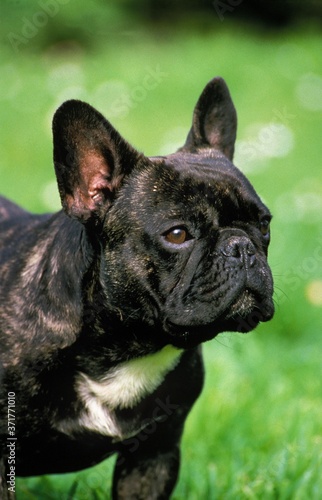 Fototapeta Naklejka Na Ścianę i Meble -  French Bulldog, Portrait of Dog