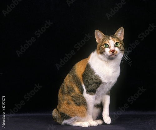 Fotografie Japanese Bobtail Domestic Cat sitting against Black Background