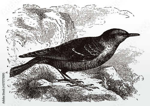 Common rock thrush, monticola saxatilis in side view standing in a rocky landscape, after an antique illustration from the 19th century