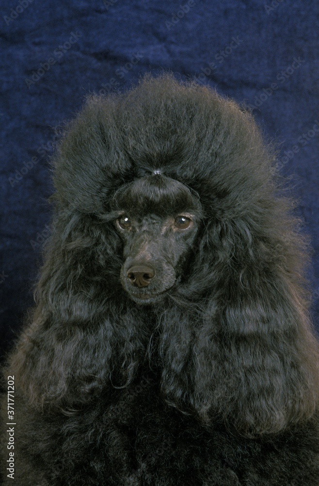 Black Standard Poodle, Portrait of Dog Black Standard Poodle, Portrait of Dog