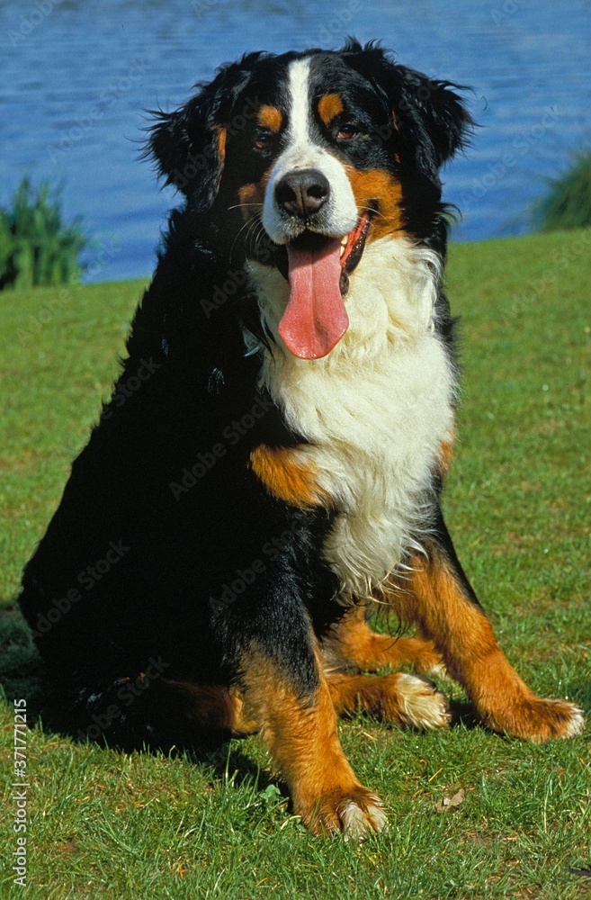 Bernese Mountain Dog sitting with tongue out