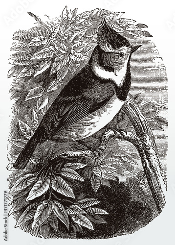European crested tit, lophophanes cristatus in side view sitting on a leafy branch, after an antique illustration from the 19th century