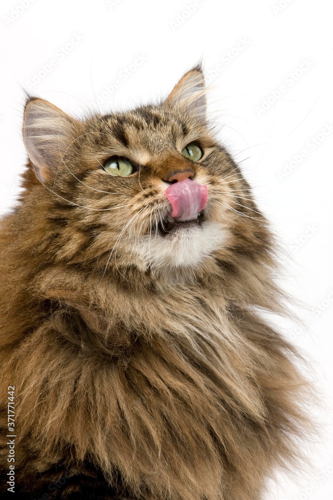 Angora Domestic Cat, Male licking its Nose against White Background