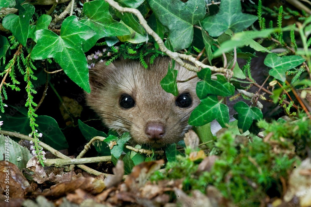 Stone Marten or Beech Marten, martes foina, Camouflaged, Normandy Stone Marten or Beech Marten, martes foina, Camouflaged, Normandy