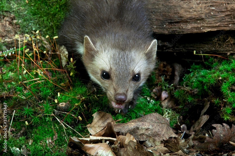 Naklejka premium Stone Marten or Beech Marten, martes foina, Normandy