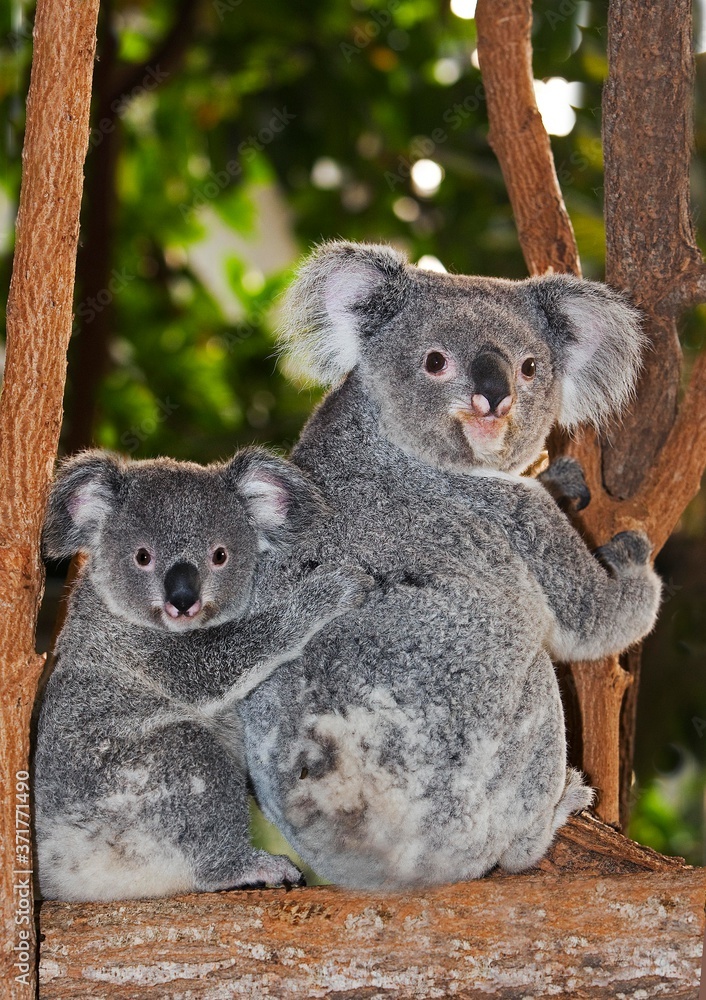 Fototapeta premium Koala, phascolarctos cinereus, Mother and young on its Back