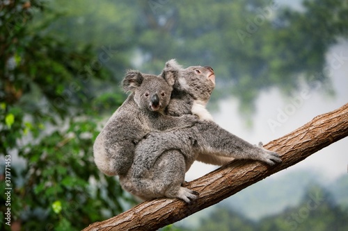 Koala, phascolarctos cinereus, Mother carrying young on its Back