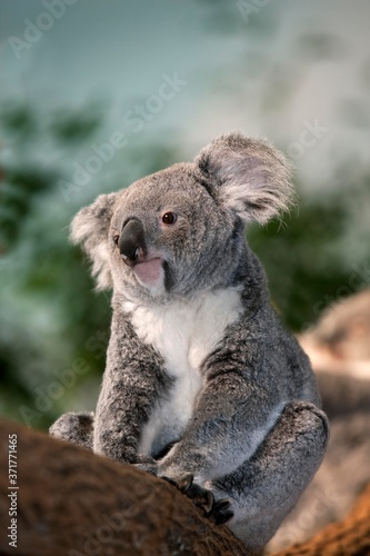 Fototapeta Naklejka Na Ścianę i Meble -  Koala, phascolarctos cinereus, Female standing on Branch