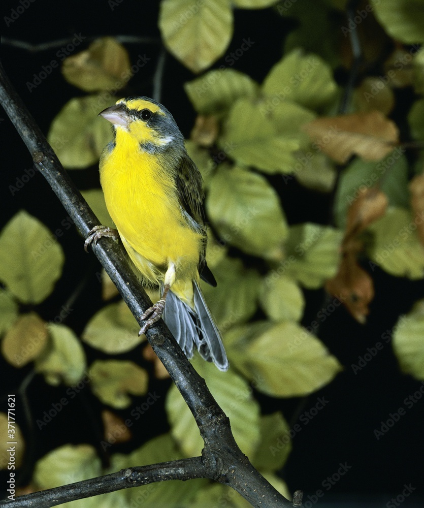 Yellow Fronted Canary, serinus mozambicus, Adult standing on Branch Yellow Fronted Canary, serinus mozambicus, Adult standing on Branch