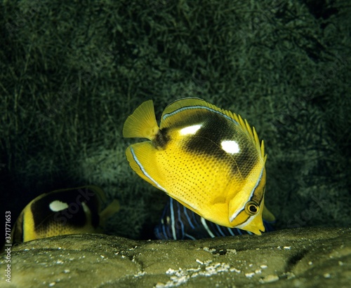 Fotografie Fourspot Butterfly Fish, chaetodon quadrimaculatus