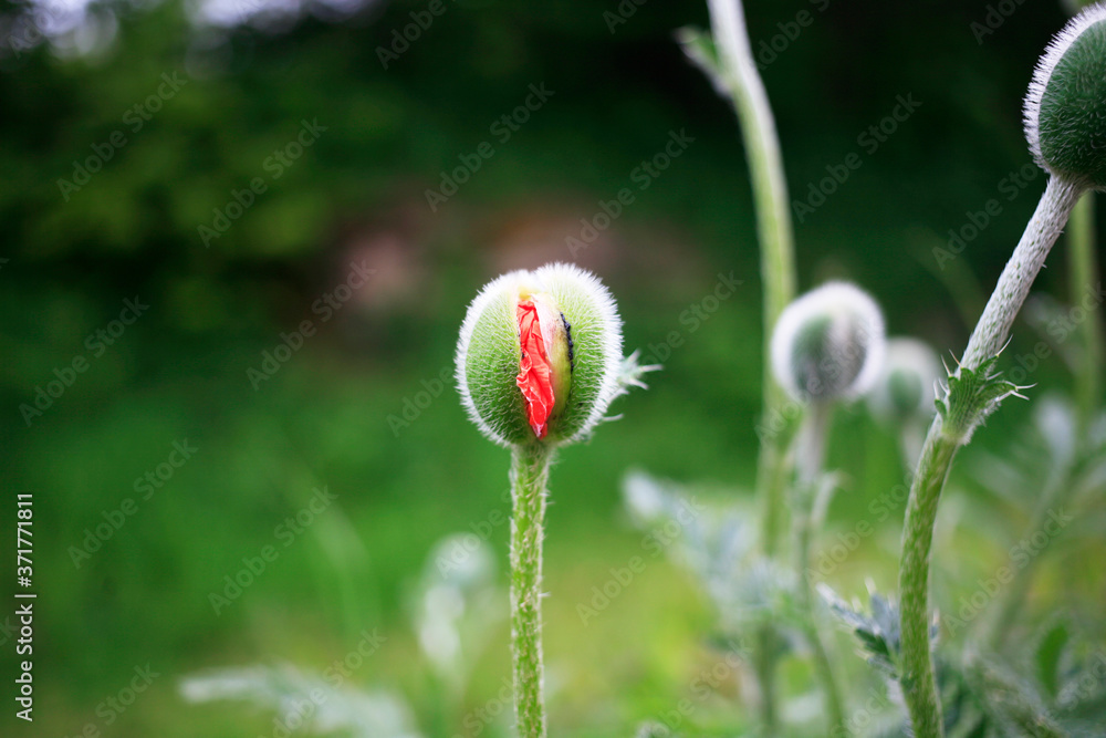 Obraz premium The poppies flowers in a green meadow close-up