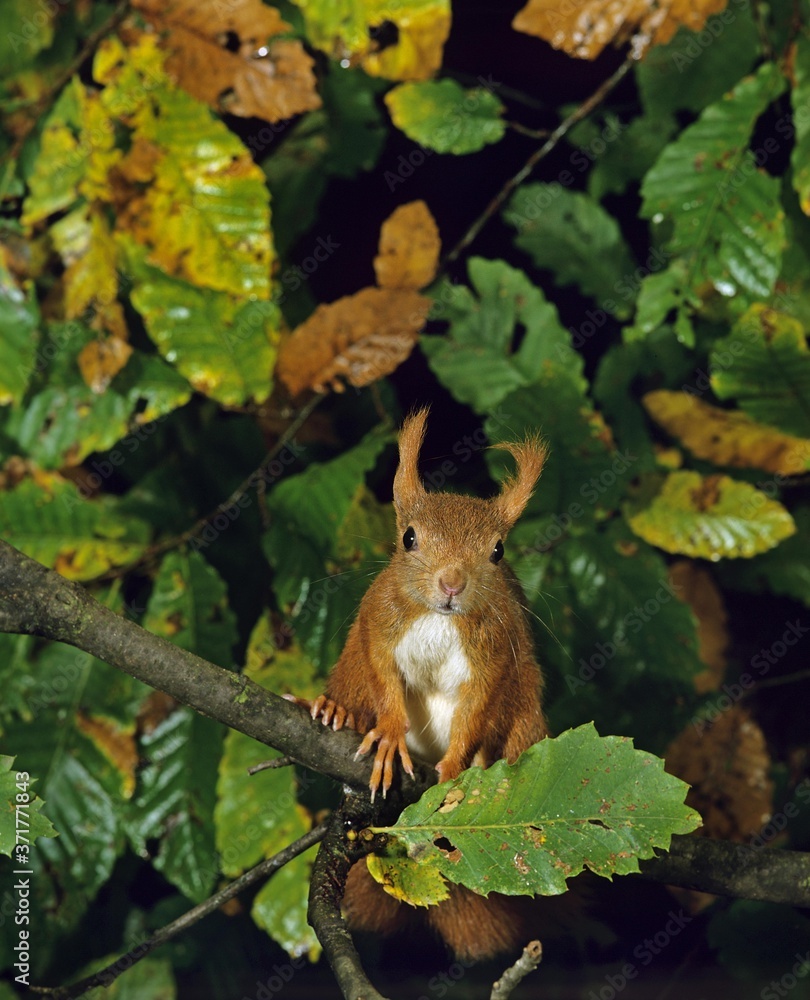 Red Squirrel, sciurus vulgaris, standing on Branch