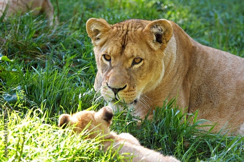 African Lion  panthera leo  Mother and Cub