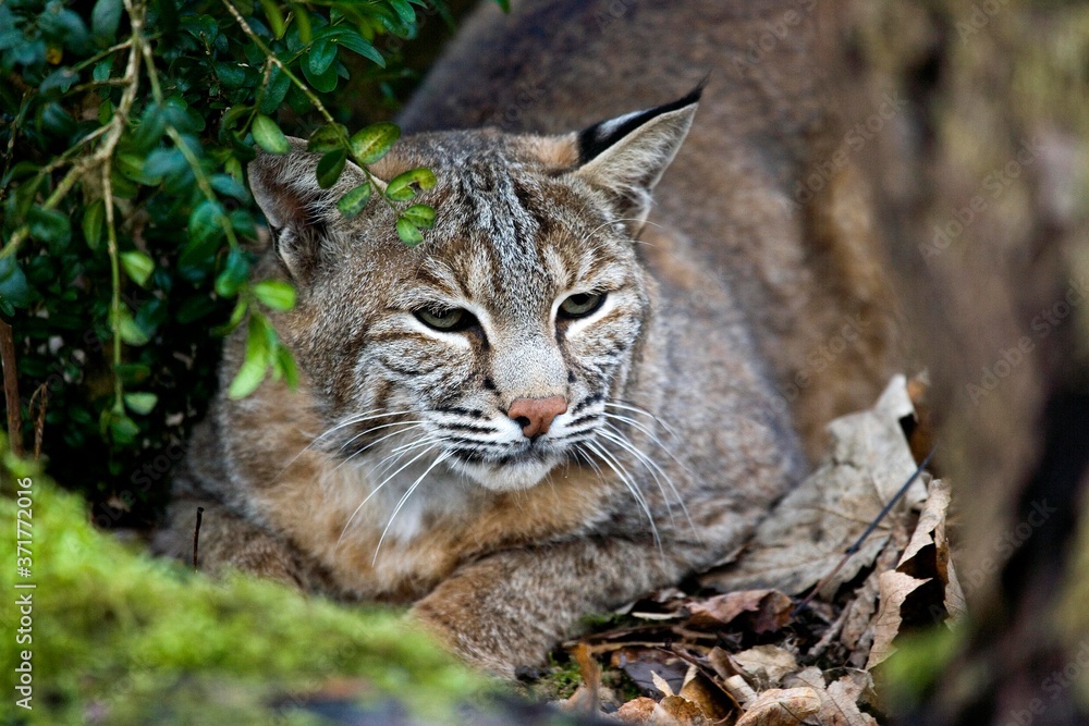 European Lynx, felis lynx European Lynx, felis lynx