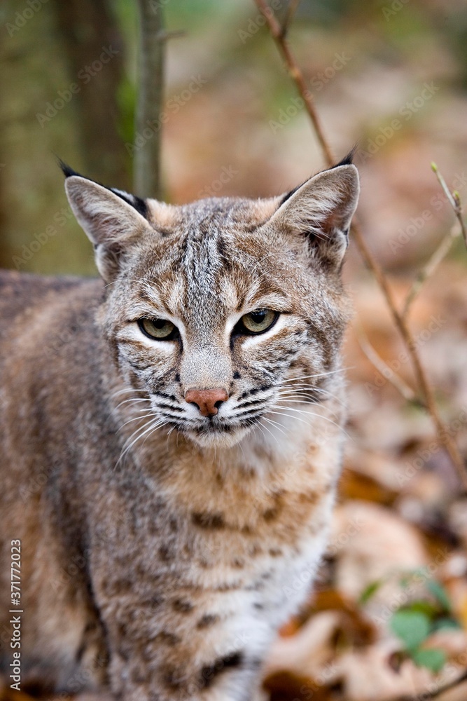 Portrait of European Lynx, felis lynx Portrait of European Lynx, felis lynx