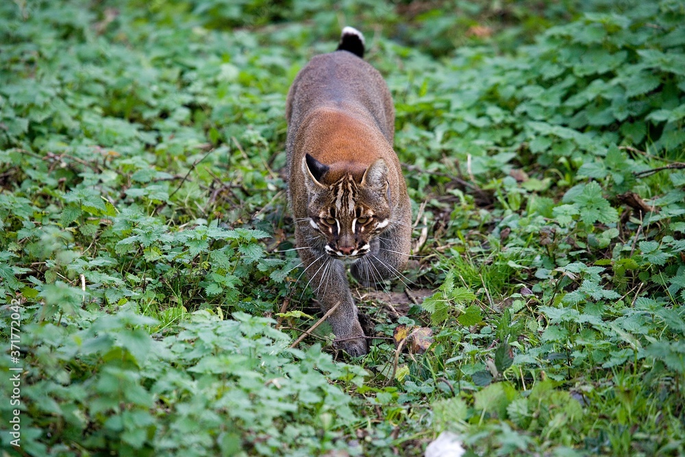 Asian Golden Cat or Temminck's Cat, catopuma temmincki, Adult