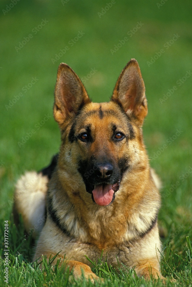 Portrait of Shepherd Dog