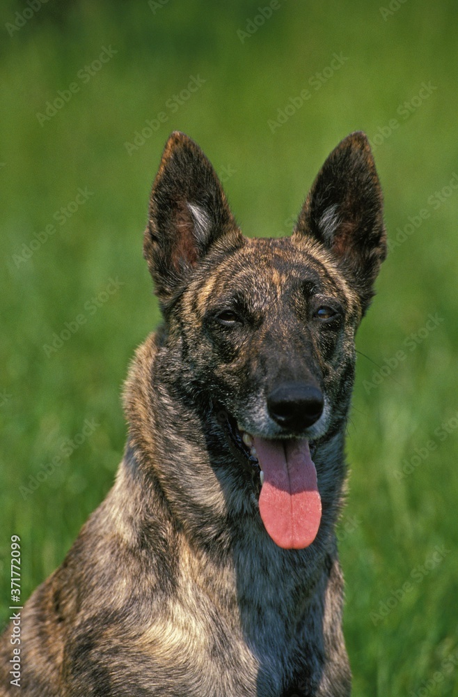 Dutch Shepherd Dog, Portrait with Tongue out