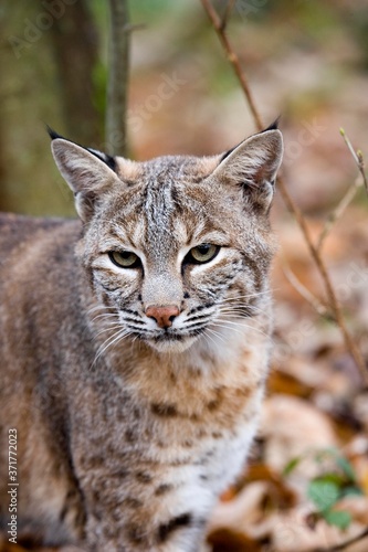 Portrait of European Lynx, felis lynx © slowmotiongli