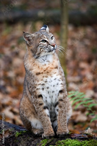 European Lynx, felis lynx © slowmotiongli