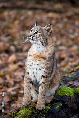 European Lynx, felis lynx © slowmotiongli