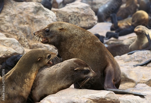 South African Fur Seal, arctocephalus pusillus, Colony at Cape Cross in Namibia