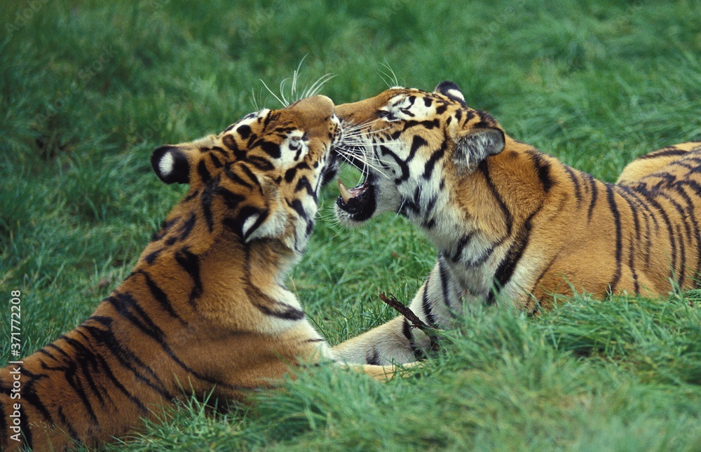 Naklejka premium Siberian Tiger, panthera tigris altaica