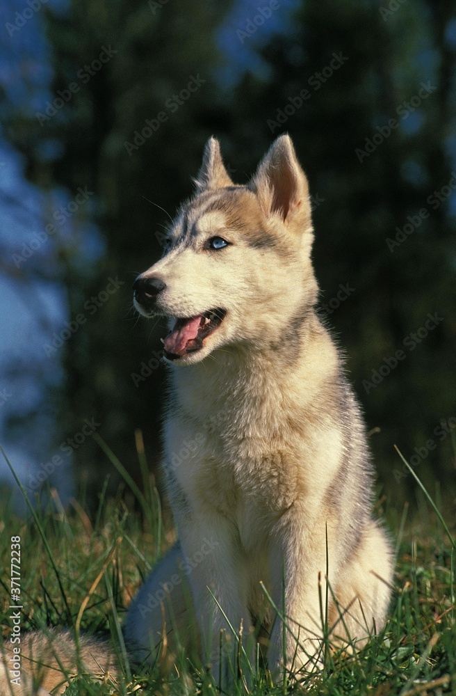Siberian Husky Dog, Pup sitting on Grass Siberian Husky Dog, Pup sitting on Grass