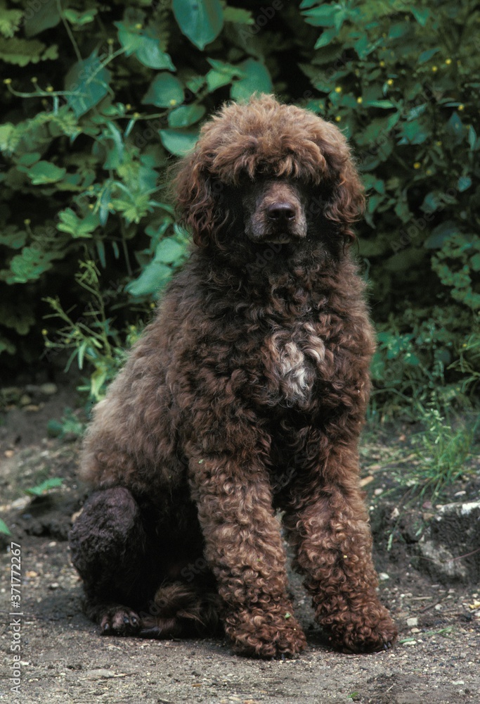 Portuguese Water Dog sitting